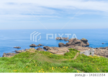 「青森県」花咲く岬の風景 種差海岸 「青森県」花咲く岬の風景 種差海岸 141611554
