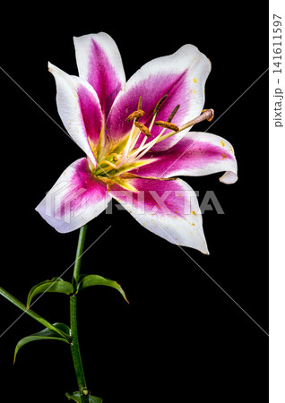 Vibrant pink and white lily flower on black background Vibrant pink and white lily flower on black background 141611597