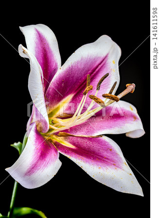 Vibrant pink and white lily flower on black background 141611598