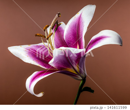 Side view of blooming pink and white lily flower Side view of blooming pink and white lily flower 141611599