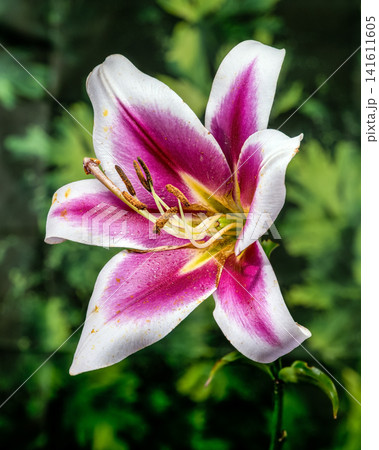 Pink and white lily flower with blurred green background Pink and white lily flower with blurred green background 141611605