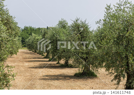 Orderly olive tree rows and a dry aisle near Lake Garda, Italy under hard clear summer daylight Orderly olive tree rows and a dry aisle near Lake Garda, Italy under hard clear summer daylight 141611748