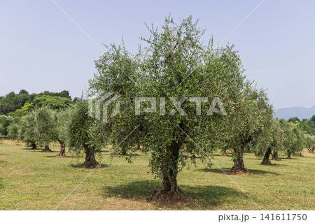 Rounded mature olive tree in a maintained Lake Garda grove during summer 141611750