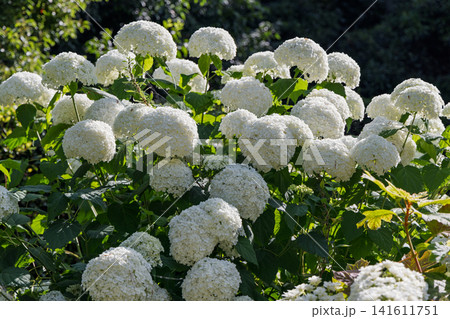 White smooth hydrangea blooms filling a sunlit garden frame in clear summer daylight conditions White smooth hydrangea blooms filling a sunlit garden frame in clear summer daylight conditions 141611751