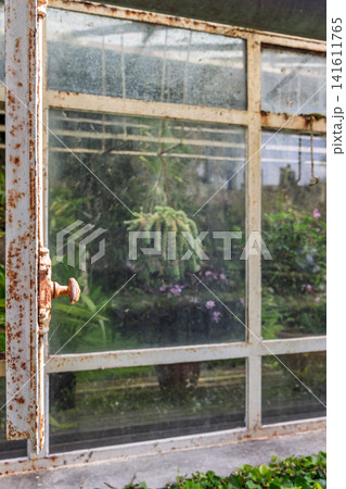 Old rusted greenhouse window with plants behind cloudy glass under soft reflected daylight 141611765
