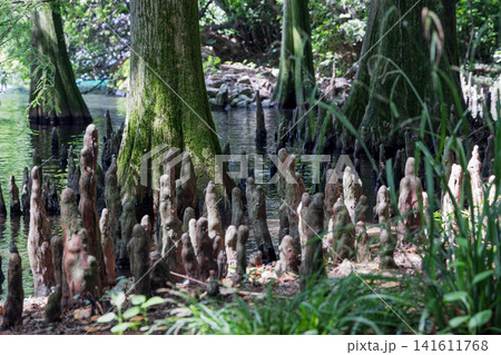 Dense bald cypress knees around mossy trunks in shallow water at a wooded shore Dense bald cypress knees around mossy trunks in shallow water at a wooded shore 141611768