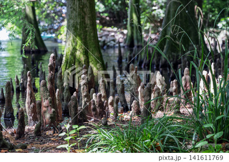 Cypress knees beside a mossy trunk and wetland grass under patchy sunlight and forest shade Cypress knees beside a mossy trunk and wetland grass under patchy sunlight and forest shade 141611769