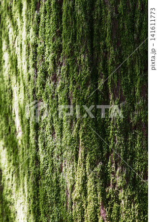 Dense green moss texture covering deeply ridged tree bark in close view Dense green moss texture covering deeply ridged tree bark in close view 141611773
