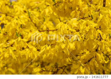 Focused yellow forsythia cluster against a soft golden floral field in a garden detail Focused yellow forsythia cluster against a soft golden floral field in a garden detail 141611777