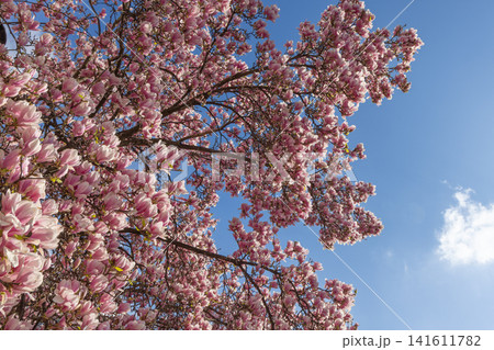 Sweeping pink magnolia branches curving around blue sky and a white cloud 141611782