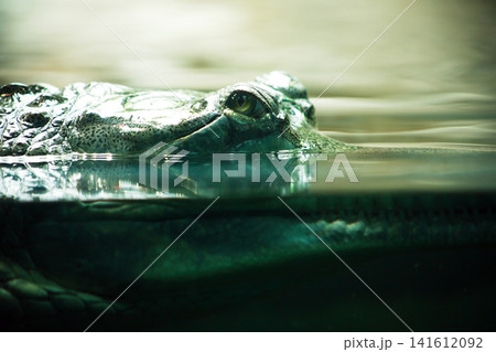 Dangerous Crocodile Gavial 141612092