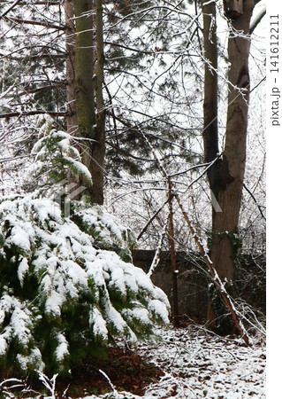 The trees in the park are covered with snow. The trees in the park are covered with snow. 141612211