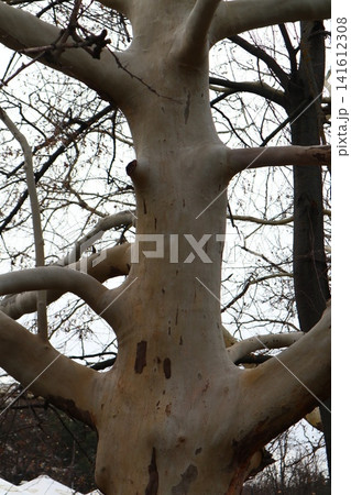 The powerful trunk of a sycamore tree without leaves. 141612308