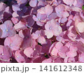 紫陽花 141612348