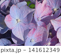 紫陽花 141612349