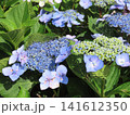 ガクアジサイ（額紫陽花） 141612350