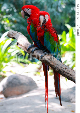 Two Red Green Macaws Perched on Branch with Long Tails Two Red Green Macaws Perched on Branch with Long Tails 141612539