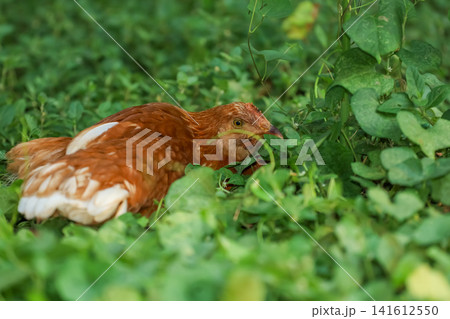 Free Range Chicken Hiding in Green Foliage Close-Up 141612550