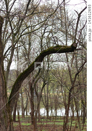 Trees in the city park in early spring. Trees in the city park in early spring. 141612693