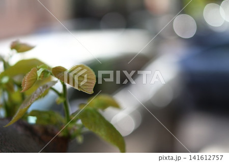 Young shoots on the tree. Young shoots on the tree. 141612757