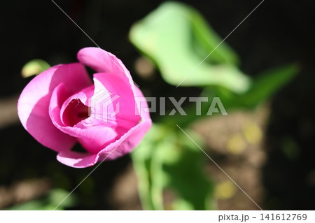 A delicate pink tulip bud. A delicate pink tulip bud. 141612769