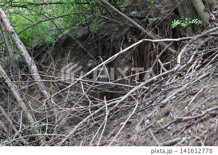 A blockage of dry bushes in a ravine. A blockage of dry bushes in a ravine. 141612778