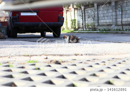 A cute tricolor street cat lies next to a red car. 141612891