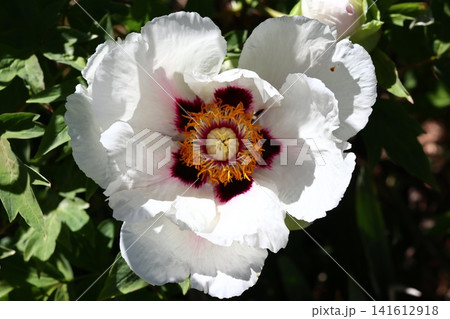 White flower of a tree -like peony. White flower of a tree -like peony. 141612918