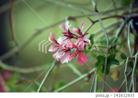 Close up of a pink geranium blooming on a window of a village house facade, with a soft blurred garden background Close up of a pink geranium blooming on a window of a village house facade, with a soft blurred garden background 141612935