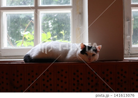 A fluffy cat is lying on the windowsill. A fluffy cat is lying on the windowsill. 141613076