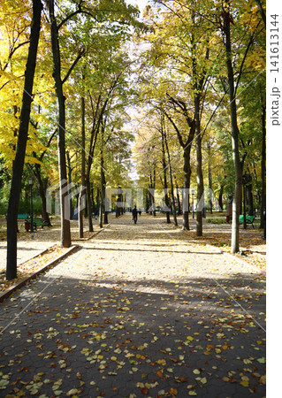 Autumn leaves falling in the city park. 141613144