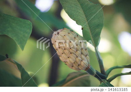 Close up of unripe magnolia seed pod cone surrounded by green foliage. Close up of unripe magnolia seed pod cone surrounded by green foliage. 141613185