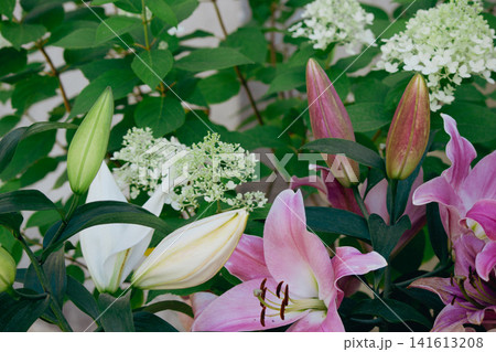 Pink and white lily flowers with closed buds in summer garden 141613208