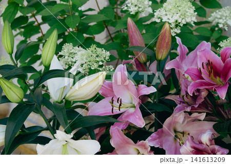 Pink and white lily flowers with closed buds in summer garden Pink and white lily flowers with closed buds in summer garden 141613209