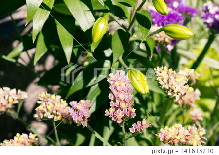 Pink statice flowers and green lily buds blooming in sunny garden. 141613210