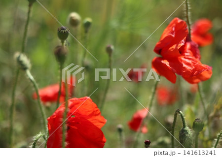 Red poppy flowers are adding a splash of color. Red poppy flowers are adding a splash of color. 141613241