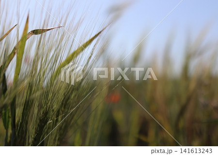 Background of green ears and red poppy. Background of green ears and red poppy. 141613243