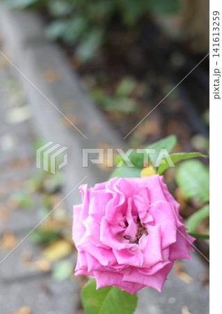 A rose flower on a blurred background. A rose flower on a blurred background. 141613259