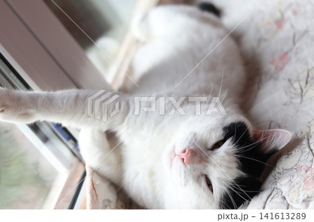 A black and white stray cat is lying. A black and white stray cat is lying. 141613289