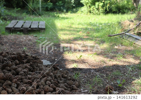 A pile of pine cones on the lawn. 141613292