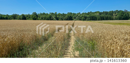 Panoramic view of a tractor path through a golden wheat field under blue sky. Concept of rural lifestyle, farming and seasonal agricultural work. 141613360