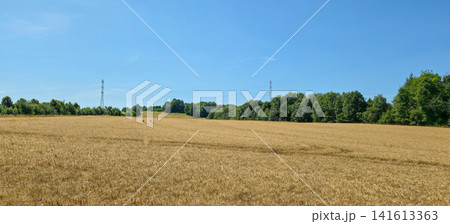 Panoramic view of a tractor path through a golden wheat field under blue sky. Concept of rural lifestyle, farming and seasonal agricultural work. Panoramic view of a tractor path through a golden wheat field under blue sky. Concept of rural lifestyle, farming and seasonal agricultural work. 141613363
