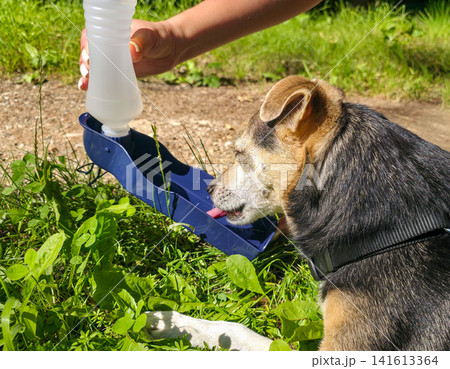 Thirsty dog drinking from a portable travel water bottle held by owner during a hot summer walk. Concept of pet care, hydration and animal welfare outdoors Thirsty dog drinking from a portable travel water bottle held by owner during a hot summer walk. Concept of pet care, hydration and animal welfare outdoors 141613364