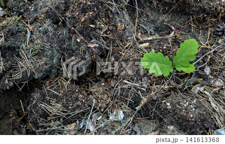 Close-up of a young oak seedling emerging among fallen leaves and moss on the forest floor. Concept of new life, natural growth and reforestation in the wild. Close-up of a young oak seedling emerging among fallen leaves and moss on the forest floor. Concept of new life, natural growth and reforestation in the wild. 141613368