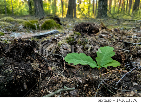 Close-up of a young oak seedling emerging among fallen leaves and moss on the forest floor. Concept of new life, natural growth and reforestation in the wild. Close-up of a young oak seedling emerging among fallen leaves and moss on the forest floor. Concept of new life, natural growth and reforestation in the wild. 141613376