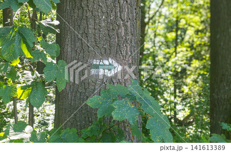 Painted trail marker arrow on tree bark in a forest. Concept of hiking navigation, wayfinding and outdoor adventure. 141613389