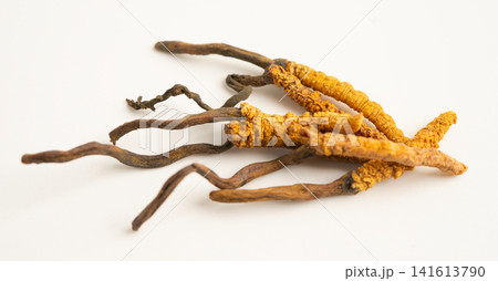 Cordyceps sinensis or Ophiocordyceps sinensis isolated on white background, mushroom herb treatment medicine. Cordyceps sinensis or Ophiocordyceps sinensis isolated on white background, mushroom herb treatment medicine. 141613790