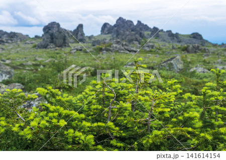 Dwarf larch trees on the slope of the mountain in the summer. Dwarf larch trees on the slope of the mountain in the summer. 141614154