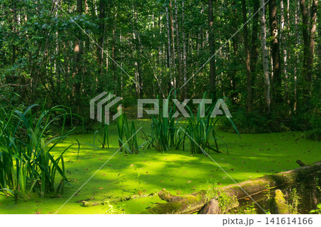 swamp in the forest with duckweed and sedge swamp in the forest with duckweed and sedge 141614166