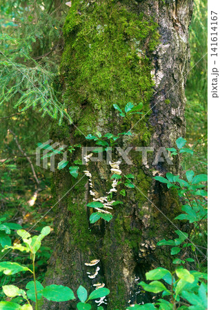 Toadstool growing on a tree in the summer forest. Toadstool growing on a tree in the summer forest. 141614167
